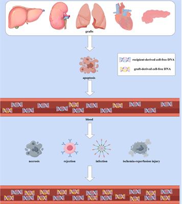 Application of graft-derived cell-free DNA for solid organ transplantation